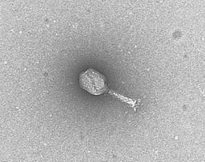 Edwardsiella ictaluri-specific bacteriophage