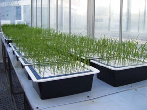Screening of salinity tolerant cultivars from diverse rice collections