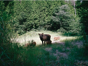 A family of wild boars in mountainous region