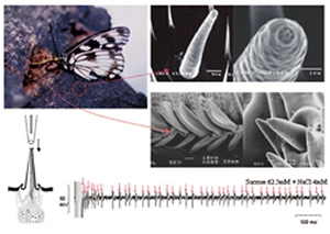 Gustatory sensilla of nymphalid butterfly and these electro-responses to sucrose.