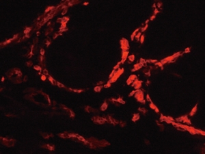 MHC II positive cells in hen oviduct