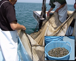 Field study of sand eel fisheries off Matsuyama,Ehime Prefecture