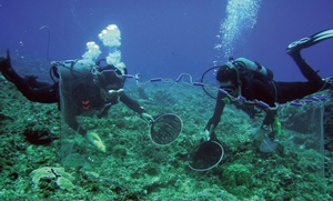 Underwater investigation into social and mating systems of reef fishes