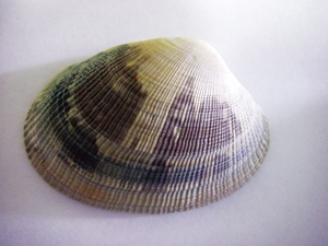 A clam, Ruditapes philippinarum
