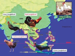 Distribution of junglefowls in Asia