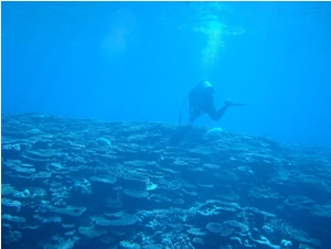 Field research by SCUBA diving in coral reefs