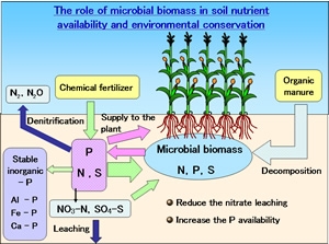 The role of microbial biomass in soil nutrient availability and environmental conservation