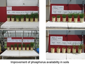 improvement of phosphorus availability in soils