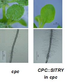CPC::SlTRY decreased trichome and increased root-hair number in cpc.