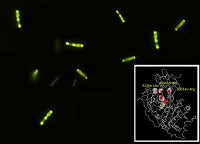 改进增强型细菌荧光素酶发光光