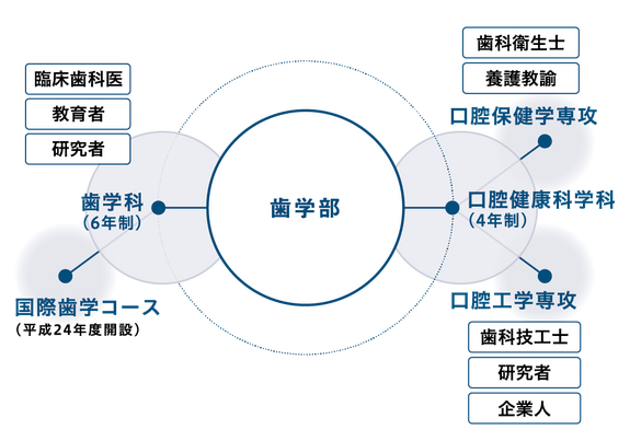 歯学部