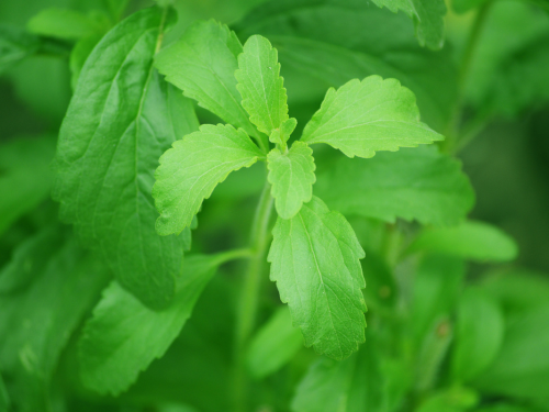 Stevia rebaudiana, the candyleaf. Its leaves are the source of stevia sweeteners and anti-cancer extract developed in this study. (Pixabay / Flyingbikie)