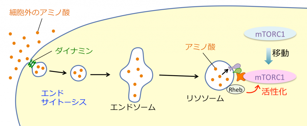 今まで取り組んできた研究－アミノ酸の代謝メカニズム 画像