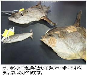 マンボウの干物 写真