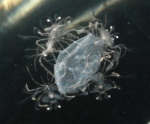 研究室のウチワエビ 写真 1