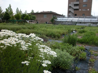 植物遺伝子