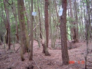 写真2
