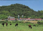 Saijo Station (Research Farm)