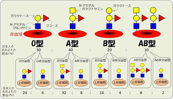 ABO血液型 ABO血液型