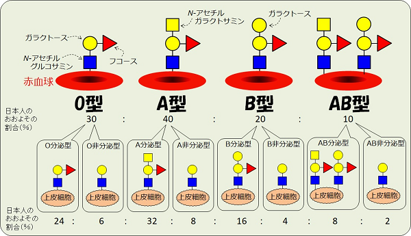 ABO血液型