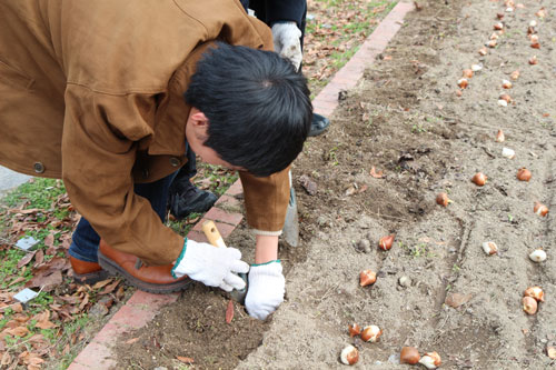 一つ一つ、穴を掘り球根を植える