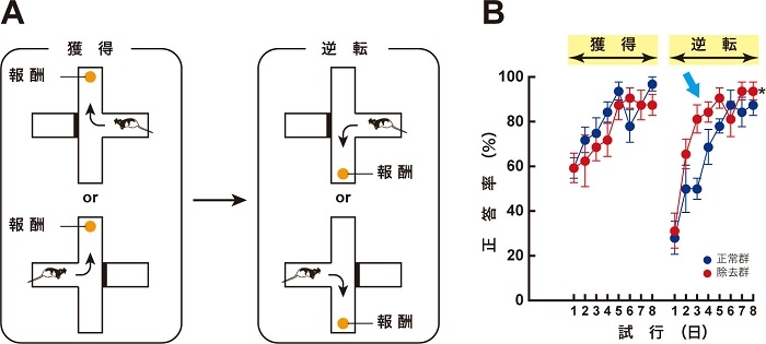 アセチルコリン神経細胞を除去すると行動の切り替えが促進する