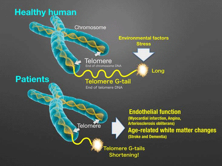 The telomere G-tail length in healthy individuals and patients.