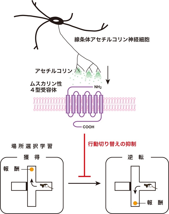 本研究の成果（まとめ）