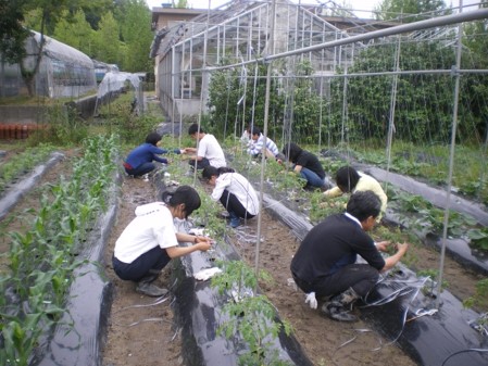 （学生による定植作業の写真）