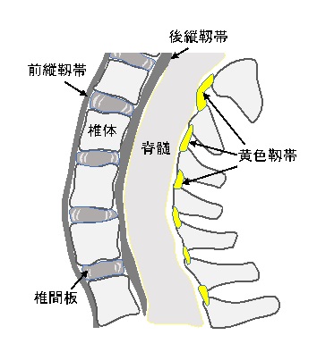 脊椎の断面図