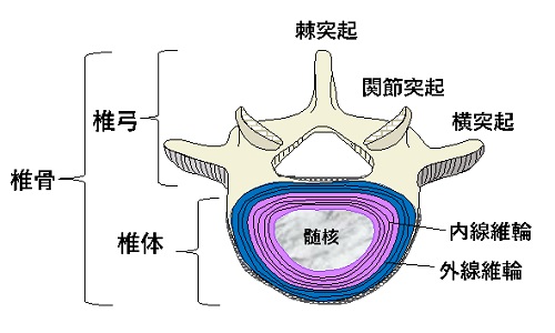 脊椎骨と椎間板