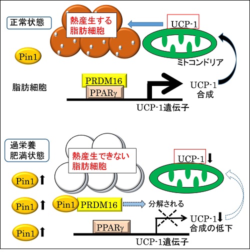 図