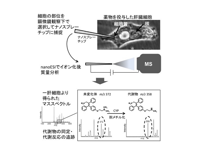 図1　一細胞質量分析