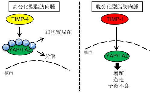 脂肪肉腫におけるTIMP-1/TIMP-4によるYAP/TAZ活性化機構