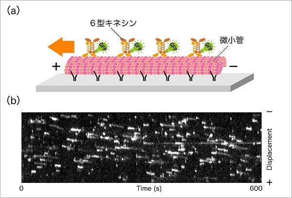 分裂酵母モータータンパク質６型キネシン