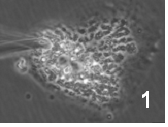 図2-1　細胞質から薬物や代謝物などの成分を吸い上げる様子