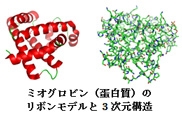 蛋白質であるミオグロビンのリボンモデルと三次元構造