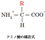 アミノ酸の構造式