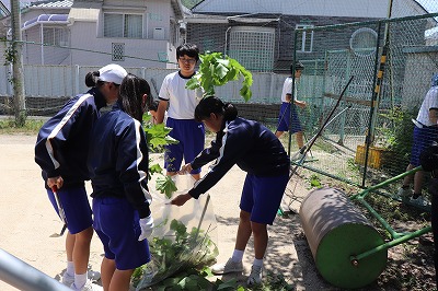 大きな草木も,必要に応じて刈り取ります