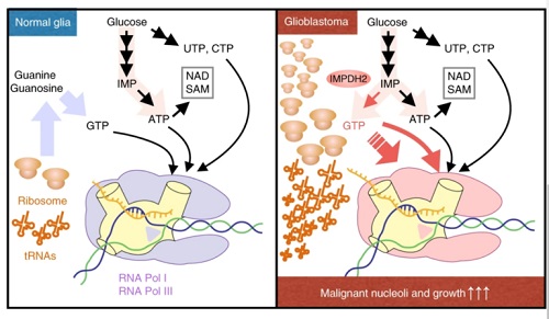 Nature Cell Biology