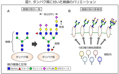 タンパク質に付いた糖鎖のバリエーション