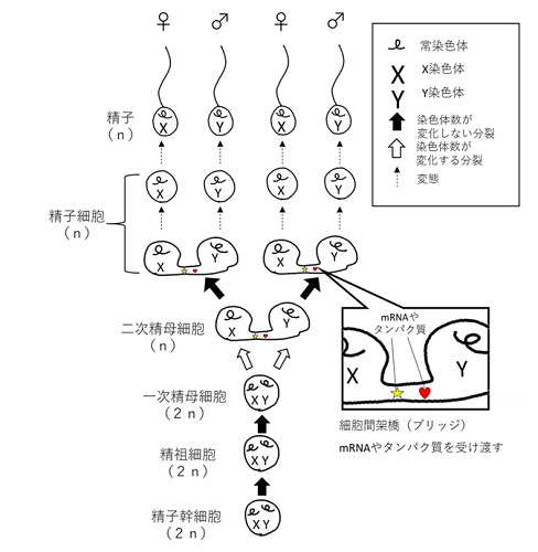 精子形成過程と染色体分配の仕組み
