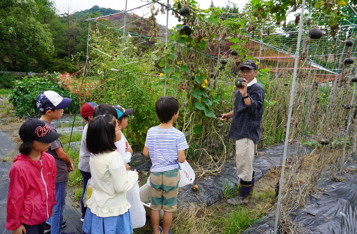 野菜の収穫方法の説明の写真