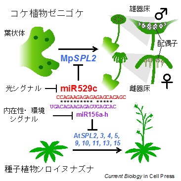 陸上植物間で共有されたマイクロRNAを介した成長期移行制御メカニズム