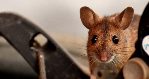 Changes in the shape of DNA structure affect the nuclei of nocturnal animals.