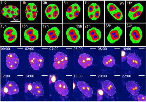 Change of chromatin structure induced by dynamic nuclear deformation