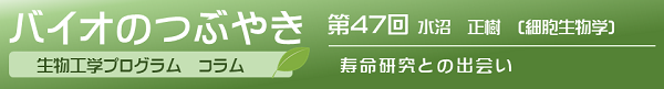 バイオのつぶやき第47回「寿命研究との出会い」水沼正樹准教授