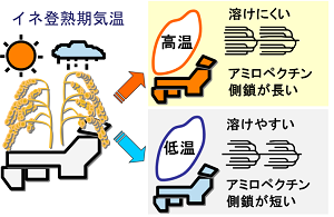 イネ登熟期気象データからの原料米酒造適性の予測