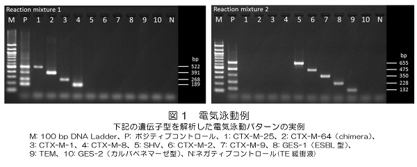 電気泳動例の図