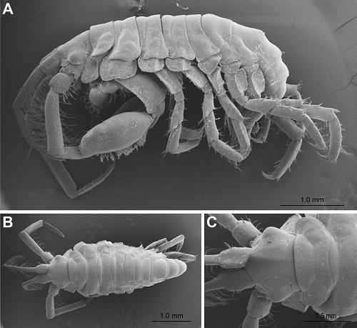 新種のヨコエビ「ジンベエドロノミ」